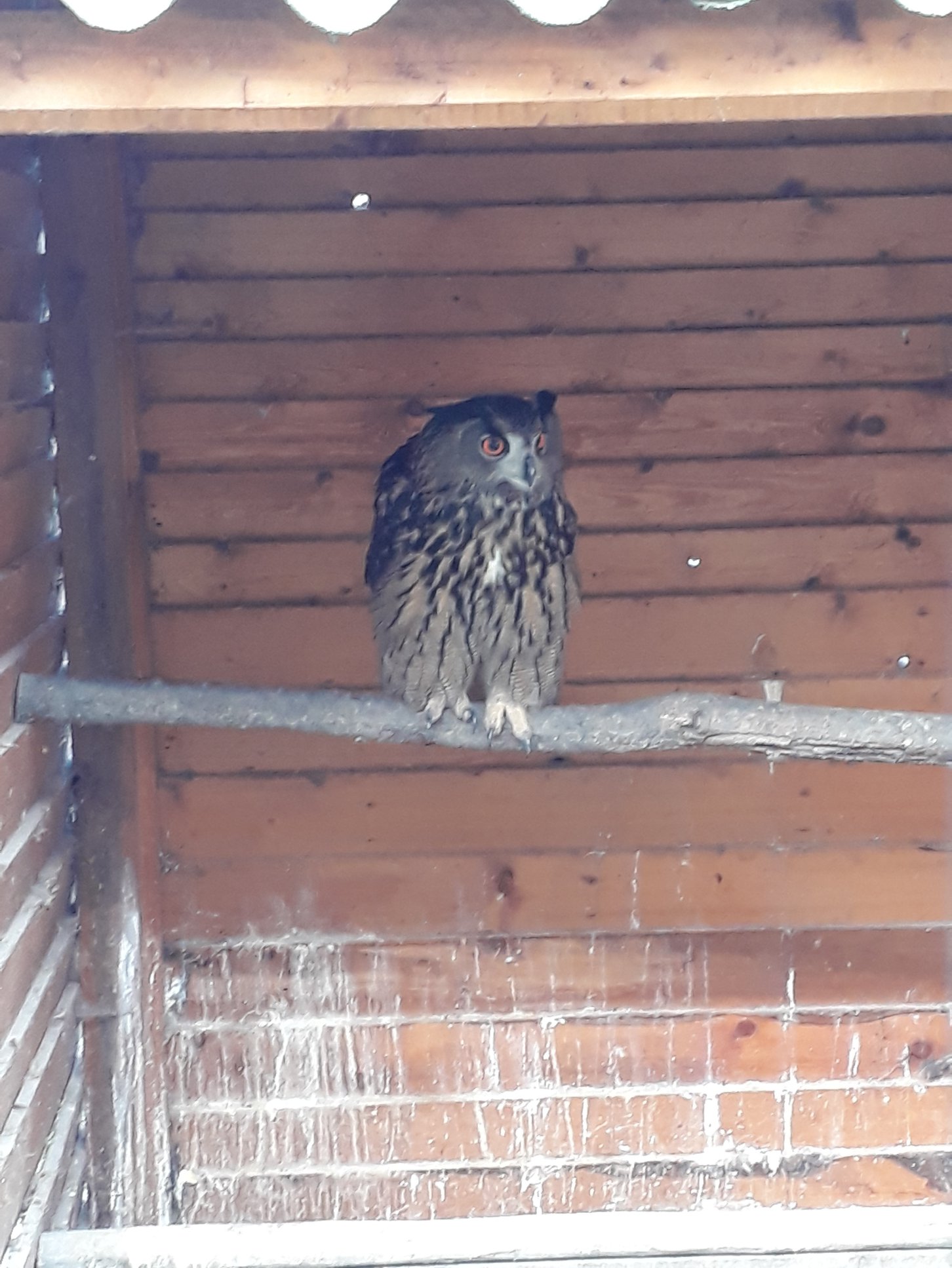 Sint-Martinus den XIIde - Roofvogelactiviteit WHV